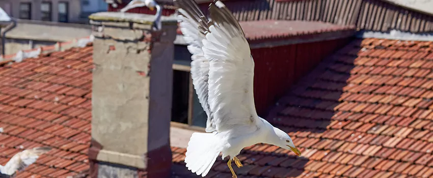 Residential Chimney Animal Removal Solution in Venice, FL