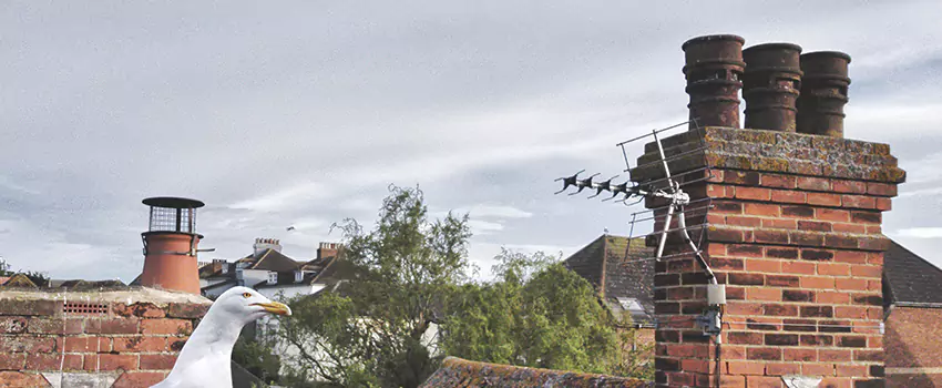 Chimney Cleaning And Restoration in Venice, Florida